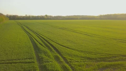 Aero view of green wheat in the field at sunrise. Panned shot of fresh green whe Stock-Footage 129806364