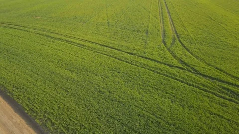Aero view of green wheat in the field at sunrise. Panned shot of fresh green whe Stock-Footage 129807500
