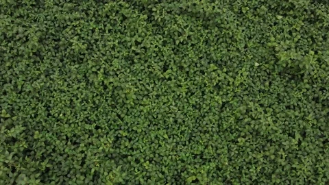 Aero view of soybean crops Stock Footage 172023346
