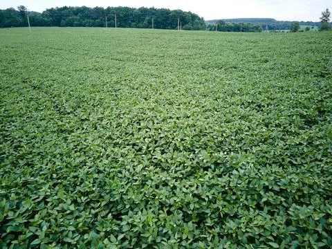 Aero view of soybean crops Stock-Fotos