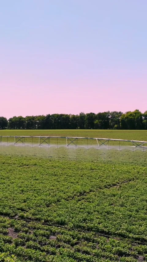 Aero. watering, irrigation system at work, on a potato field. modern Stock Footage 313345581