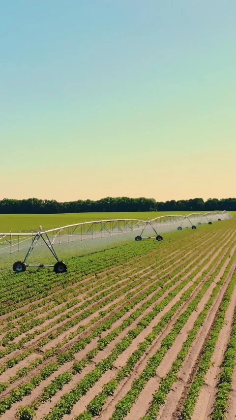 Aero. watering, irrigation system at work, on a potato field. modern Stock Footage 314791010
