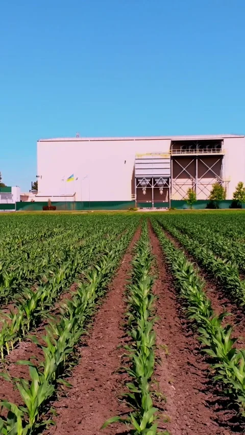 Aero, young green corn, maize sprouts, shoots, planted in rows in field on Stock Footage 306646159