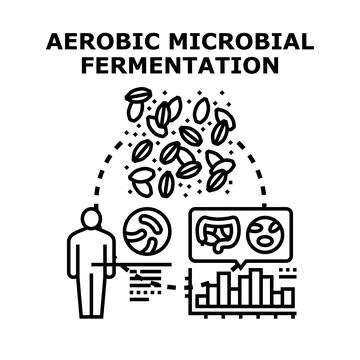 Aerobic microbial fermentation process and gut health Stock Illustration