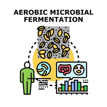 Aerobic microbial fermentation process and gut health Stock Illustration
