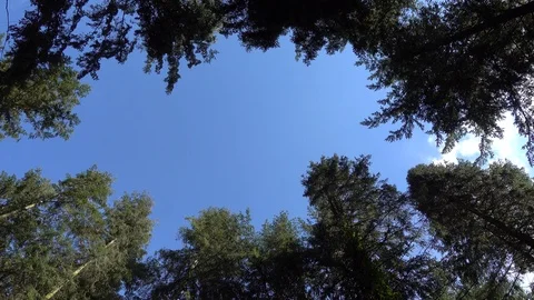 Aeroplane flying over trees without sound Stock Footage 106586654