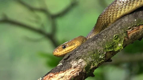 Aesculapian snake on the branch in the forest Video stock 81532352