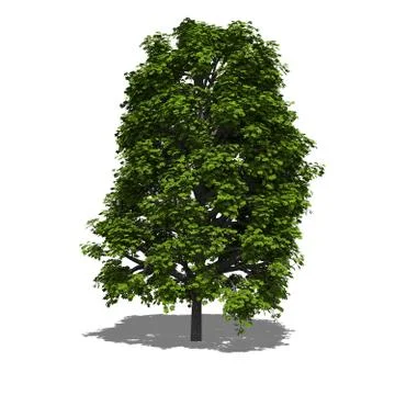 Aesculus hippocastanum summer Stock Illustration