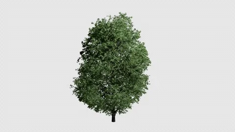 Aesculus Hippocastanum tree swaying in sumer wind, realistic animation Stock Footage 325481283
