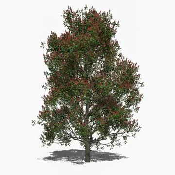 Aesculus x carnea summer Stock Illustration