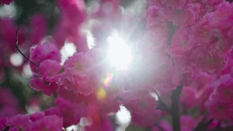 Aesthetic artistic conception backlight peach blossom close-up Vídeo Stock 257165532