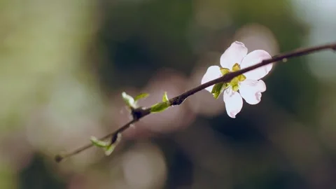 The aesthetic artistic conception of spring is in full bloom Stock Footage 256905894
