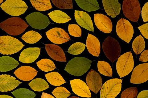 Aesthetic autumn leaf background Stock Photos