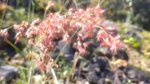 The Aesthetic Charm of Natal Ruby Grass (Melinis repens Vídeo Stock 335825743