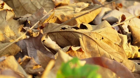 Aesthetic Close Up of Dry Teak Leaves on Ground Stock Footage 346014141