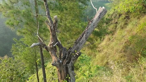 Aesthetic Dead Tree | 6-Second Footage Stock Footage 328400992