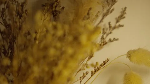 Aesthetic Dry Flower Close-Up with Soft Natural Lighting Stock Footage 313572344