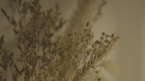 Aesthetic Dry Flower Close-Up with Soft Natural Lighting  S-Log3 Stock Footage 313572374