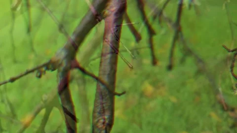 Aesthetic dry tree with bare branches standing gracefully Video stock 331259661