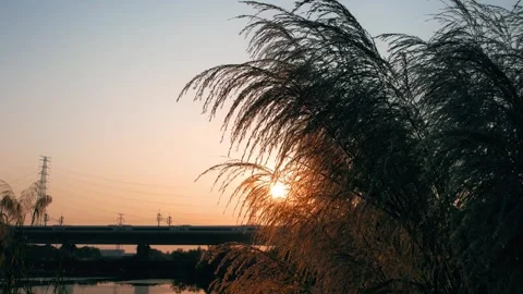 Aesthetic Footage of High-speed Train Passing Reeds Under Beautiful Sunset Video stock 337455413