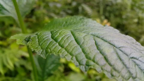Aesthetic footage of leaf texture of plants in the jungle. Stock Footage 289535685