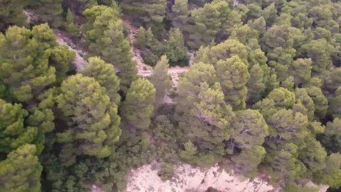 Aesthetic Forest on a  Mountain in Greece Stock Footage 97342453