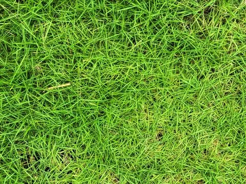 Aesthetic grass background Stock Photos