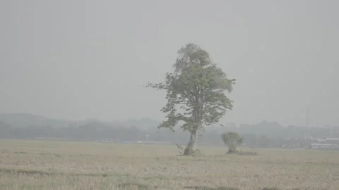 Aesthetic Kapok Tree Standing in Rice Field Landscape 10bit slog3 Stock Footage 346013127