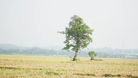 Aesthetic Kapok Tree Standing in Rice Field Landscape Stock Footage 346014610