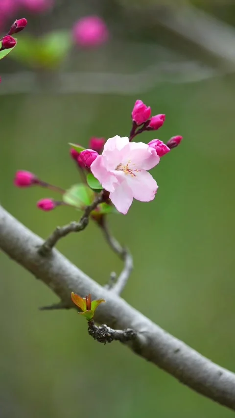 Aesthetic Macro Close-up of Single Pink Peach Blossom Stock Footage 331420791