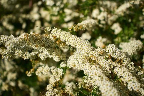 Aesthetic natural background with thin branches of white spirea flowering bus Stock Photos