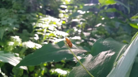 Aesthetic shot of pumpkin beetle resting on plant stem. Stock Footage 289506293