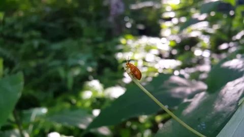 Aesthetic shot of pumpkin beetle resting on plant stem. Stock Footage 289506350