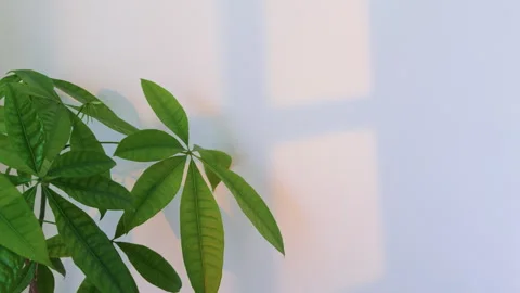 Aesthetic Tropical Leaf Background with Soft Light and Empty Copy Space 動画素材 340635757