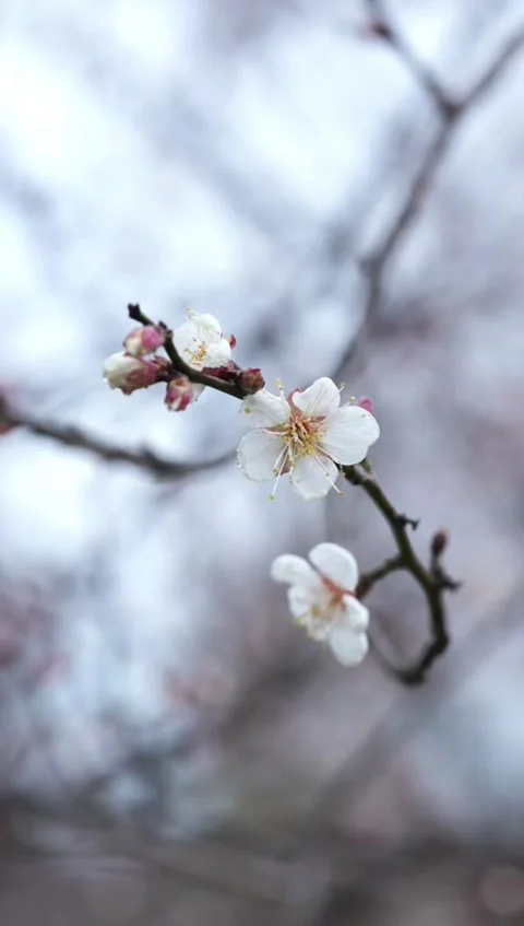 Aesthetic Vertical Close-up of White Plum Blossoms Petals and Stamens Stock Footage 331417023