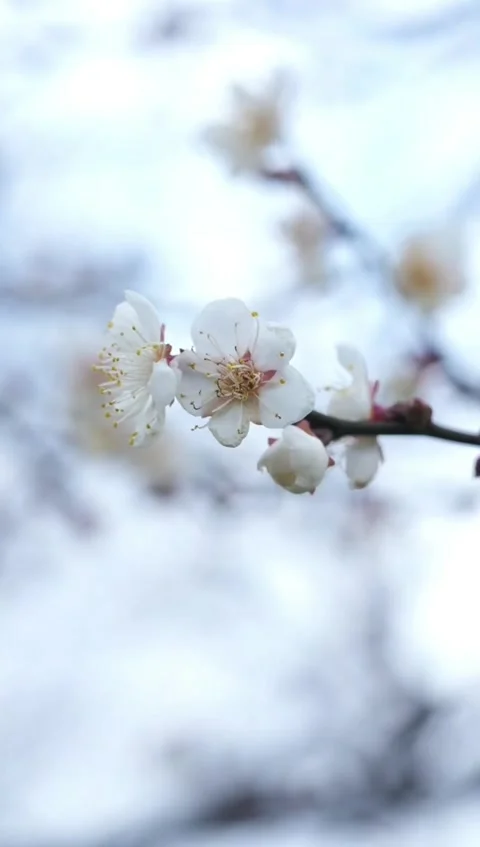 Aesthetic Vertical Portrait of Backlit White Plum Blossoms on Gnarled Branch Vídeos de archivo 331417028