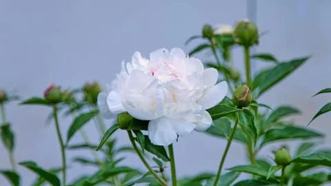 An aesthetically pleasing open white peony surrounded by green leaves and Stock Photos