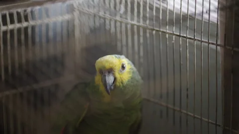 Aestiva blue-fronted parrot inside a cage looking at camera. Close-up, no 스톡 동영상 308995383