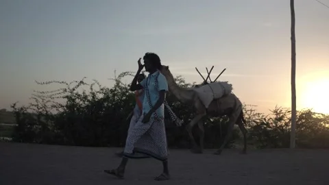 Afar Tribe Man With His Camels at sunset, Afambo, Ethiopia Stock Footage 194789690