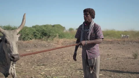Afar tribe man with his cows, Afambo, Ethiopia Video stock 194789613
