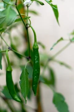 Afew peppers on a chilli tree Stock Photos