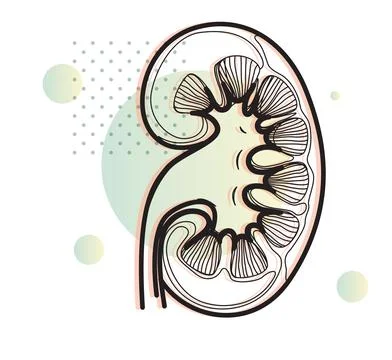 Affect on Kidney due to Covid-19 - Icon Stock Illustration