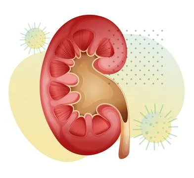 Affect on Kidney due to Covid-19 - Icon Stock Illustration