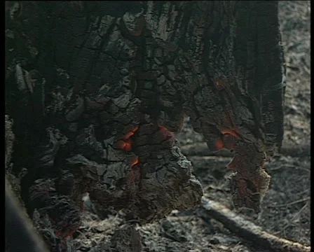 Affected by the fire tree Stock Footage 1013291