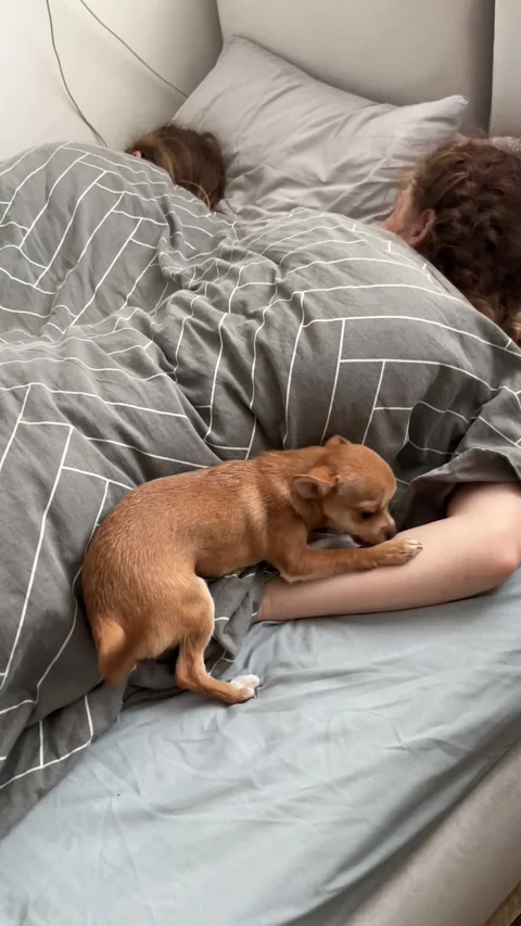 Affection and love between a person and their pet. Cute little Chihuahua licks Stock Footage 329667442