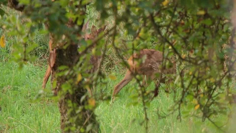 Affection between roe deer and fawn, mutual grooming Stock Footage 315162990