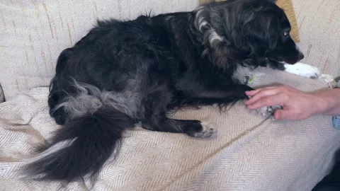 Affectionate black and white border collie licking and nuzzling its owner's.. Stock-Footage 331674317
