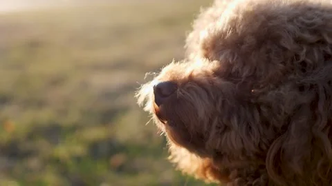 An Affectionate Brown Dog Finds Joy in Basking Under the Warm Sunshine on a Stock Footage 307738497