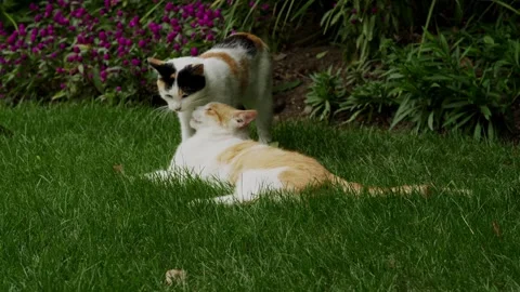 Affectionate calico cat nuzzling a ginger companion on lush grass at Shanghai Stock Footage 337571685