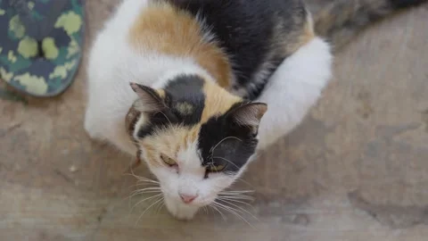 Affectionate Calico Cat Showing Cuddly Behavior Stock Footage 313572545